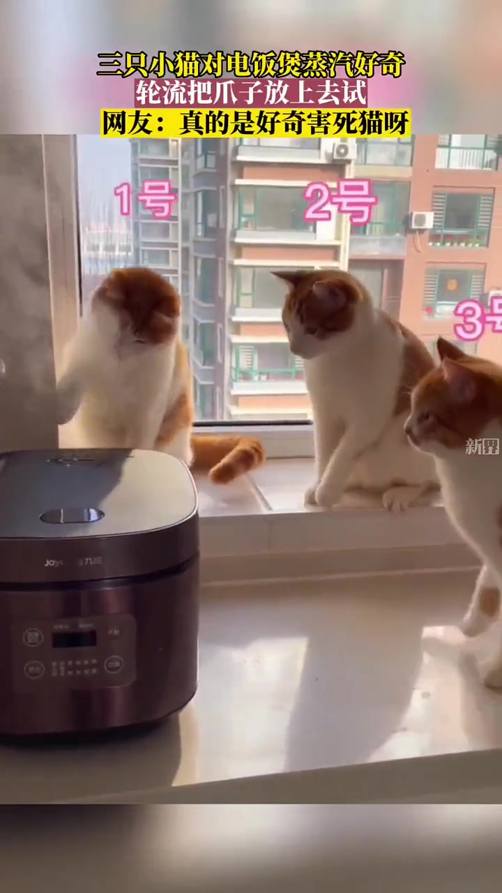 动物之间没有交流吗