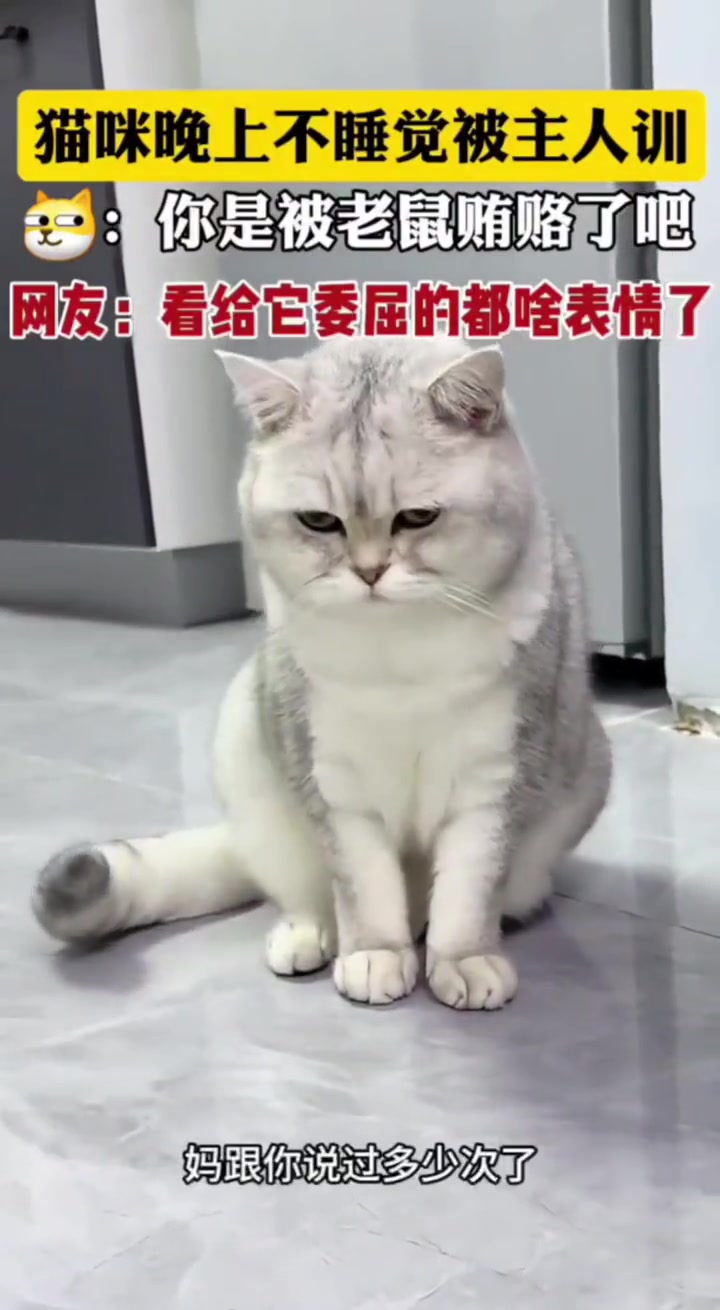 这辈子第一次看见会稍息得猫儿