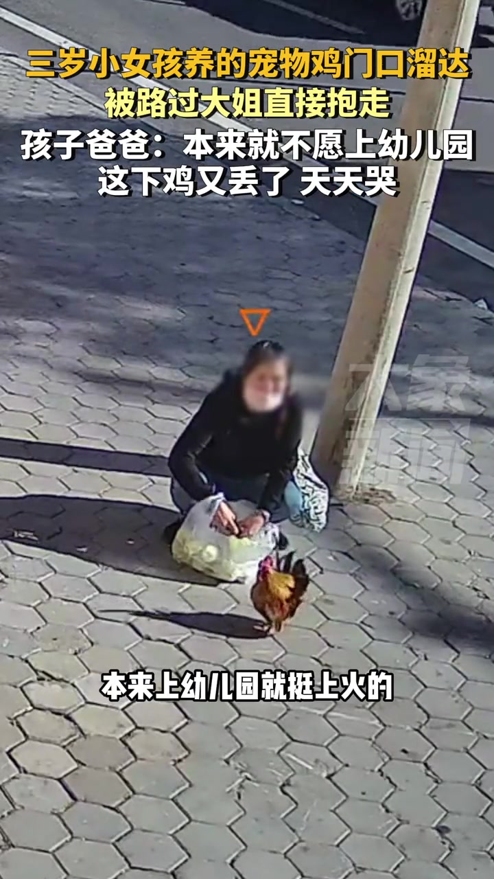 宠物...鸡这是盗窃吧!女孩养的宠物鸡门口溜达被路人抱走!