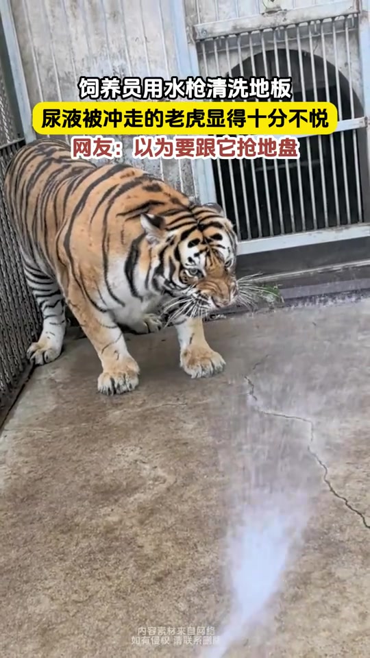 就是你小子吧我尿冲走了这就是虎啸吗
