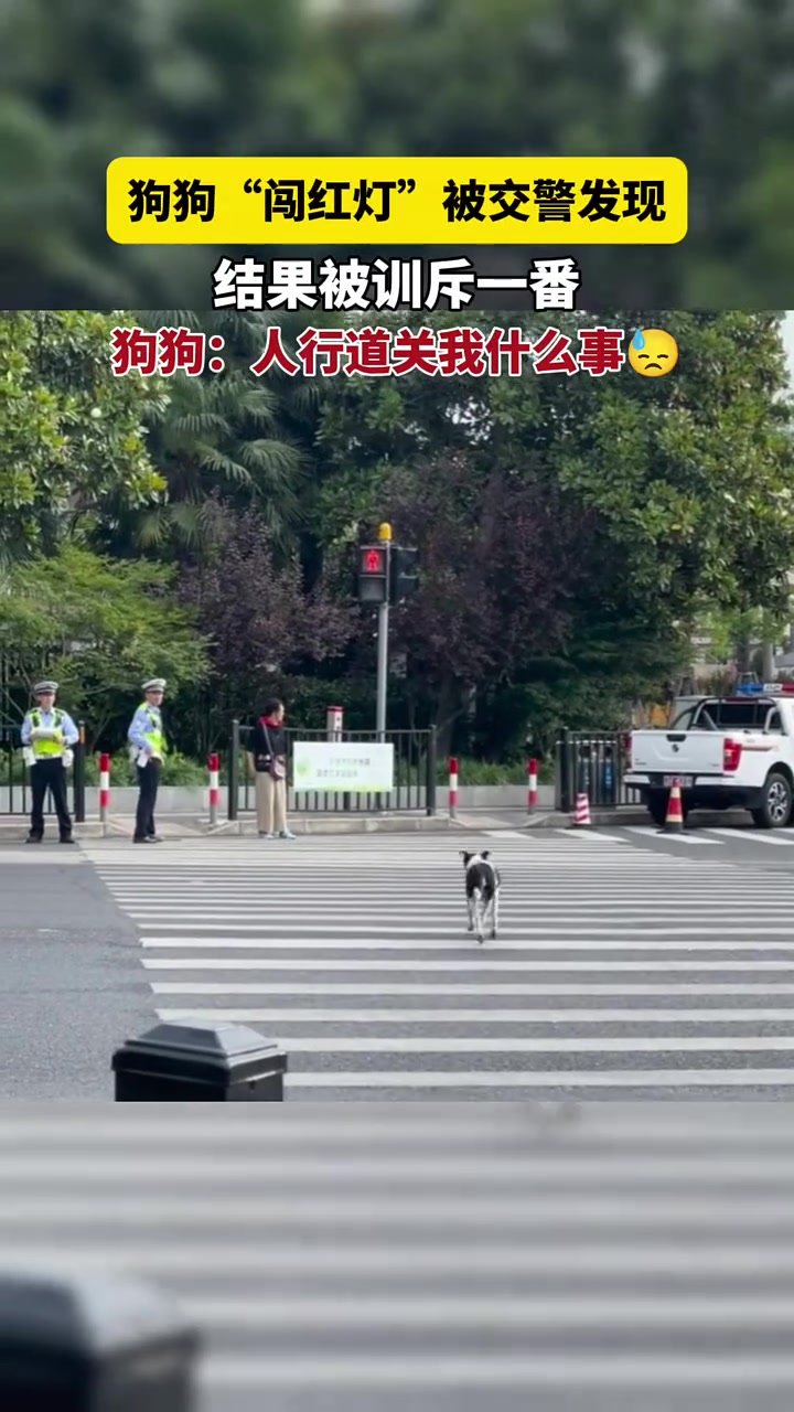 狗狗“闯红灯”被交警发现,结果被训斥一番!
