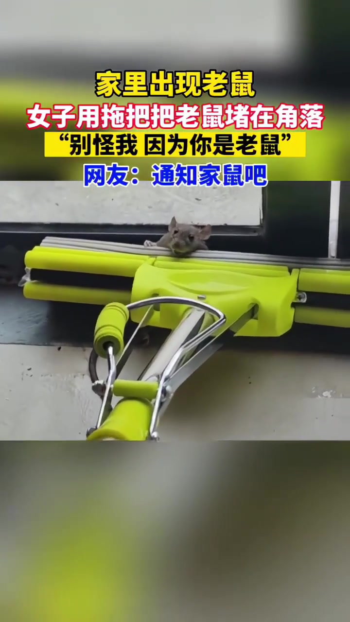 通知遗鼠吧!家里出现老鼠,女子用拖把把老鼠堵在角落,