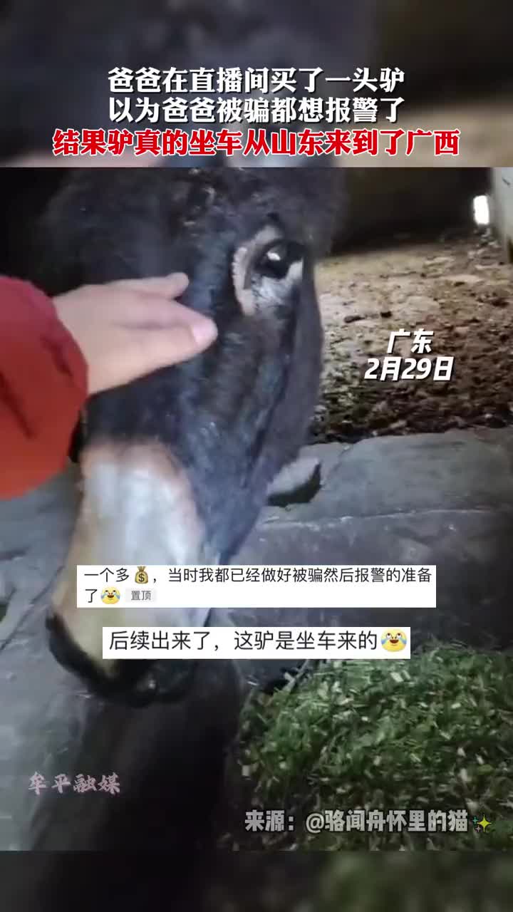 真卖驴!爸爸在直播间买了一头驴,孩子以为爸爸被骗都想报警了!