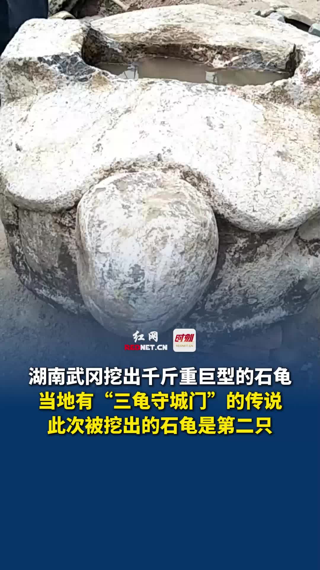 赑屃湖南武冈挖出千斤巨型石龟!