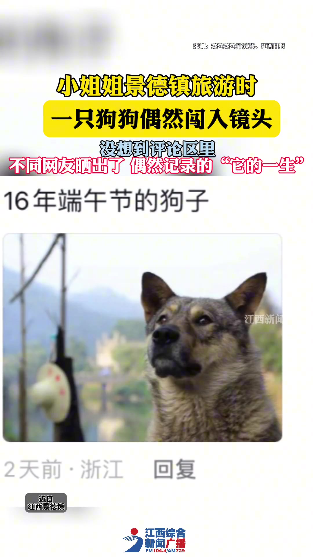 小姐姐旅游时,一只狗狗闯入镜头!没想到评论区有它的一生!