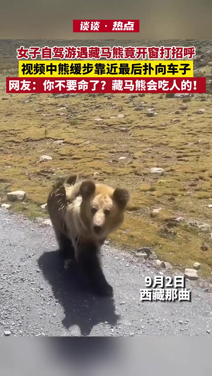 女子自驾游在公路边遇到一只藏马熊,这还不快跑,还打招呼!!
