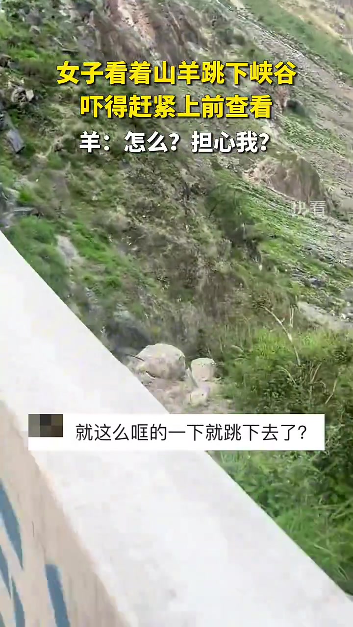 女子看着山羊跳下峡谷,吓得赶紧上前查看,没想到