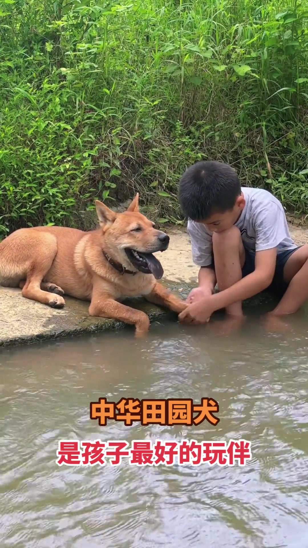 毛孩子也需要被爱呀田园犬与小主人!