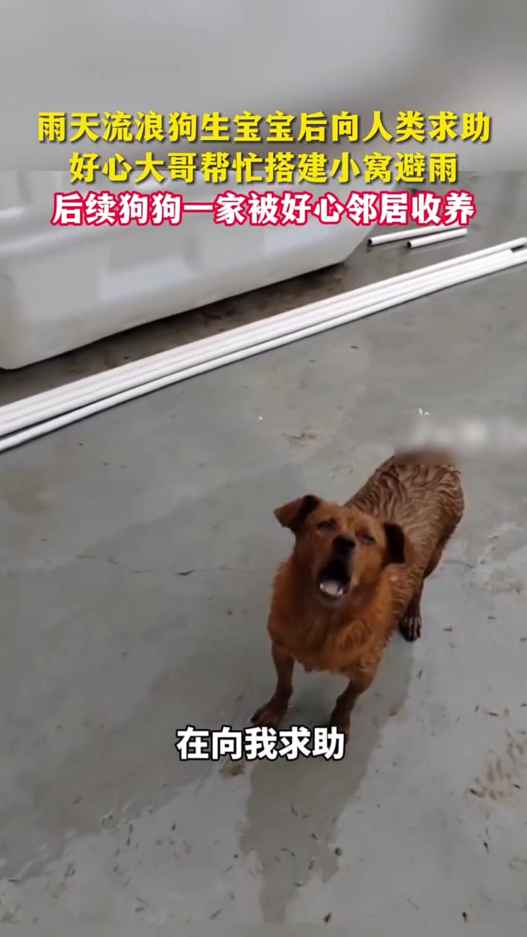 狗来旺,你这是想不旺都不行啊!