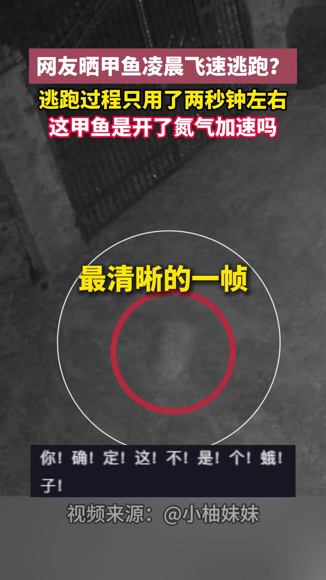 甲鱼凌晨飞速逃跑逃跑过程只用了两秒钟左右!