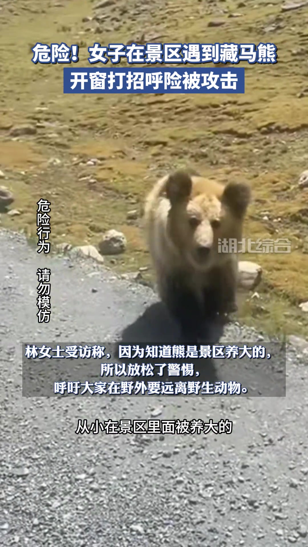 女子在公路边遇到熊,开窗打招呼险被攻击!