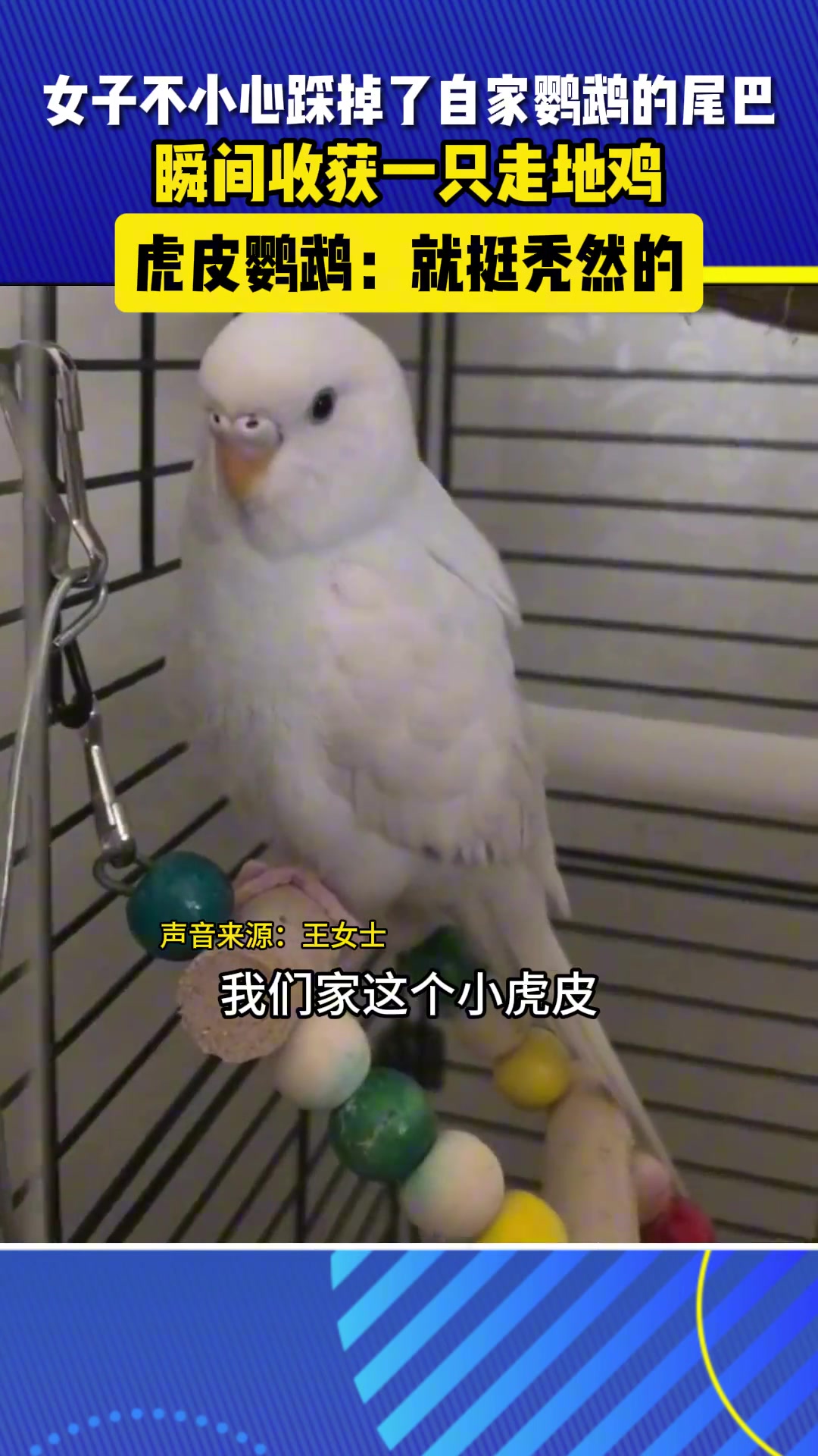 当虎皮鹦鹉被踩掉了尾巴瞬间变身成小鸡崽