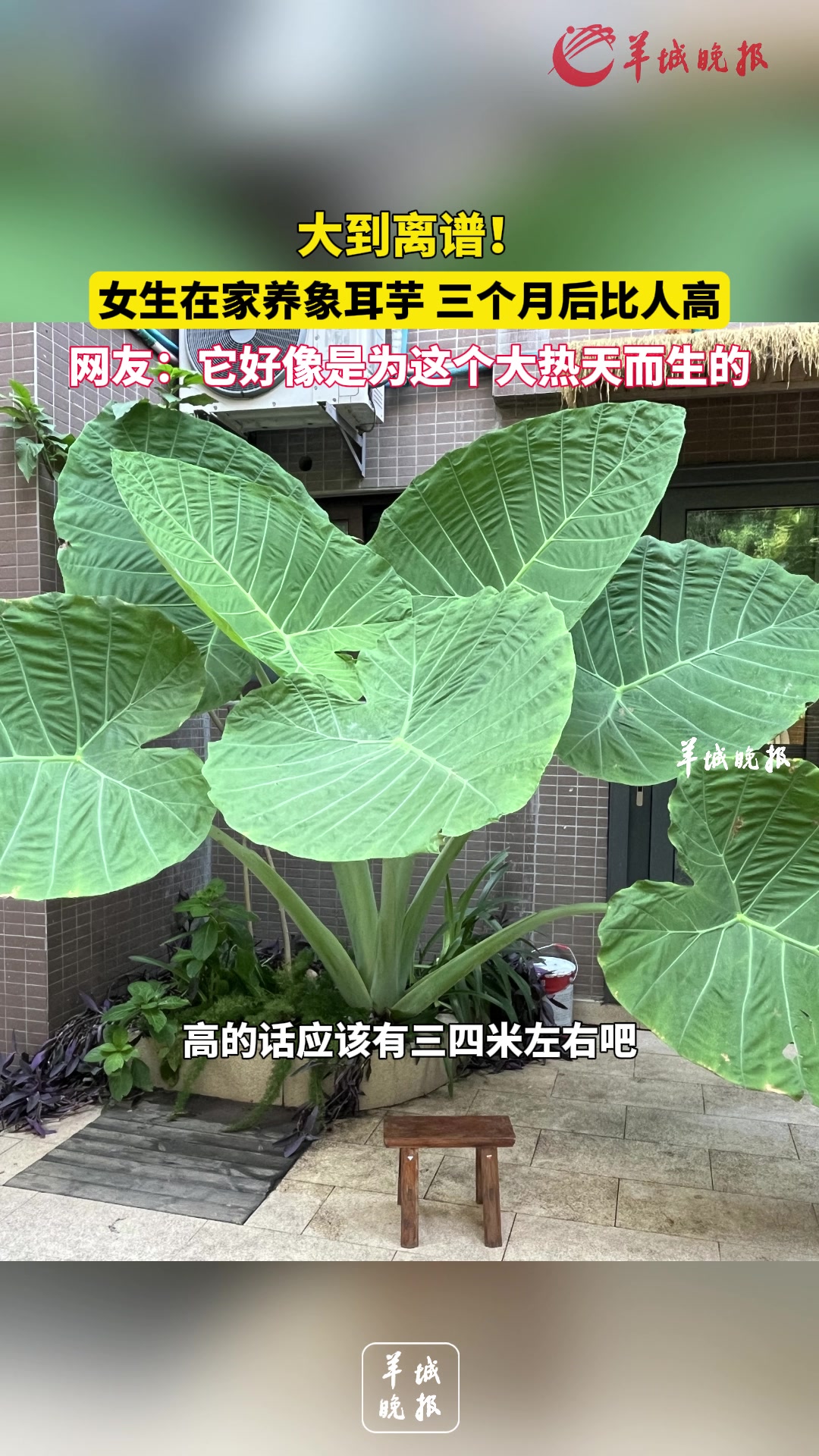 女子栽种象耳芋三个月后变成超大遮阳伞