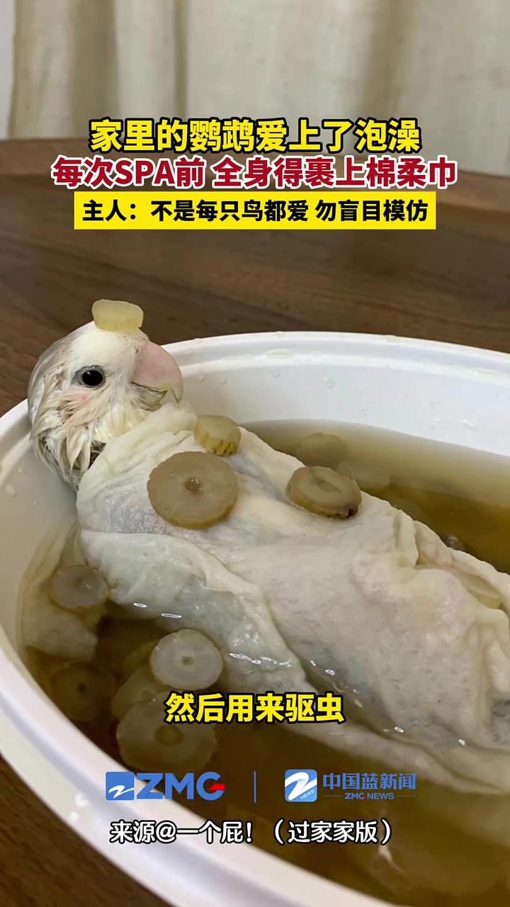 家里鹦鹉爱上了泡澡,太会享受了