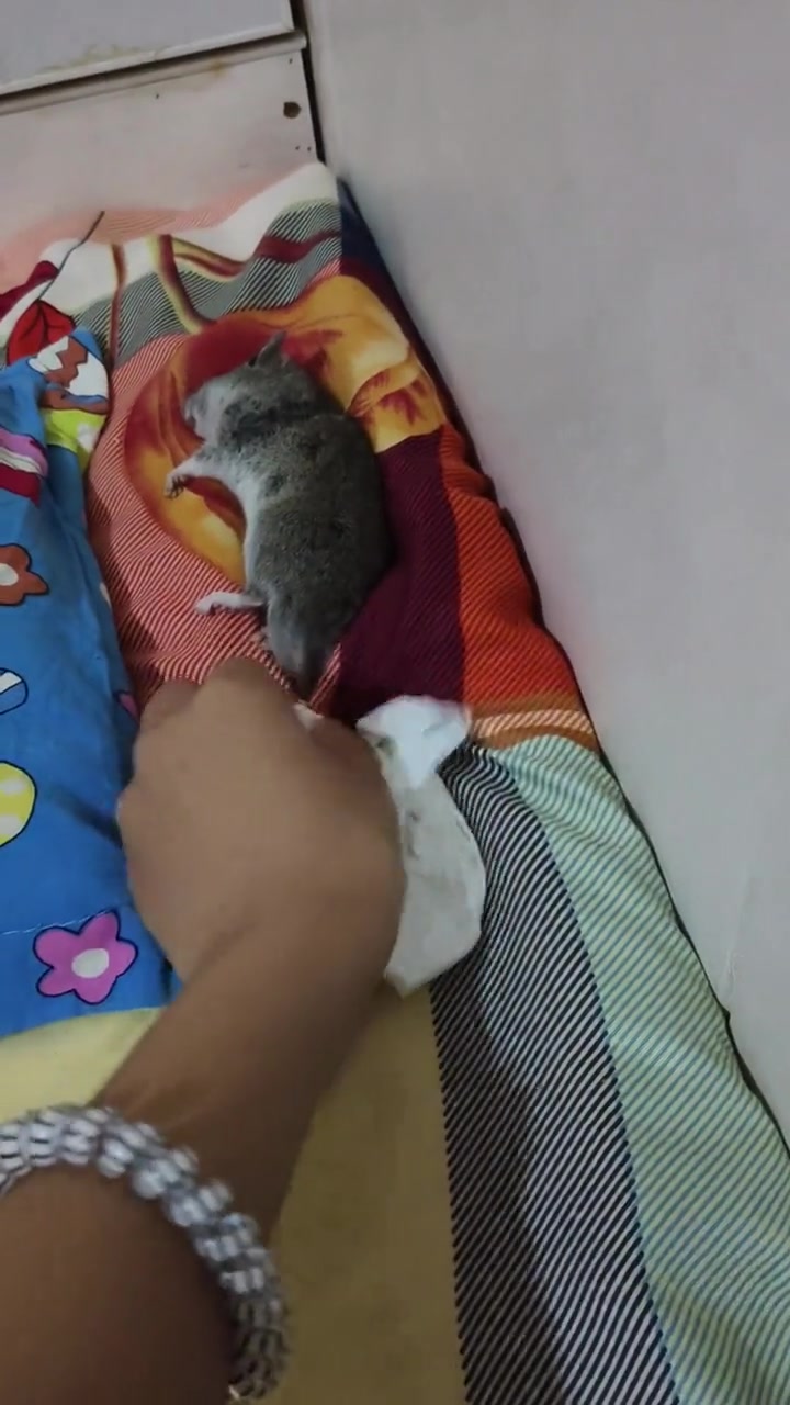 猫送的大礼,不太敢收怎么办