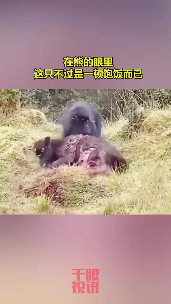 别圣母心了!在熊的眼里,这只不过是一顿饱饭而已!
