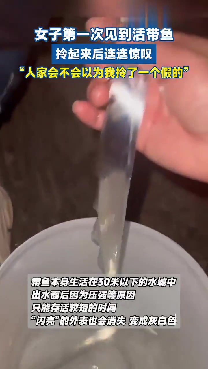 人家会不会以为我拎了一个假的带鱼,也太亮了吧