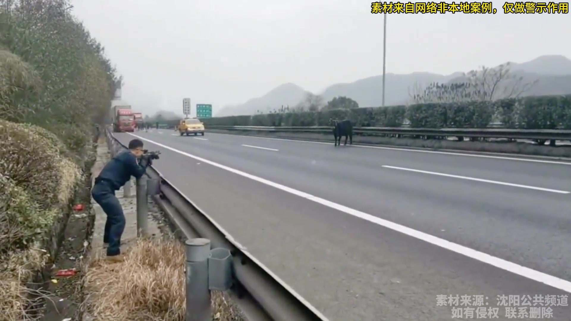 疯牛跑上高速,造成大面积堵车警察叔叔出手,一枪放倒!!