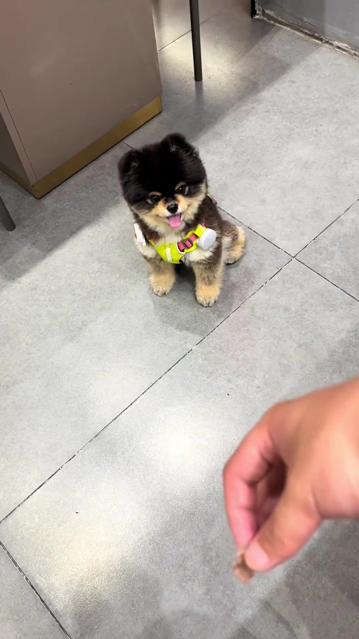 为了混口吃的,狗子都会跳芭蕾了