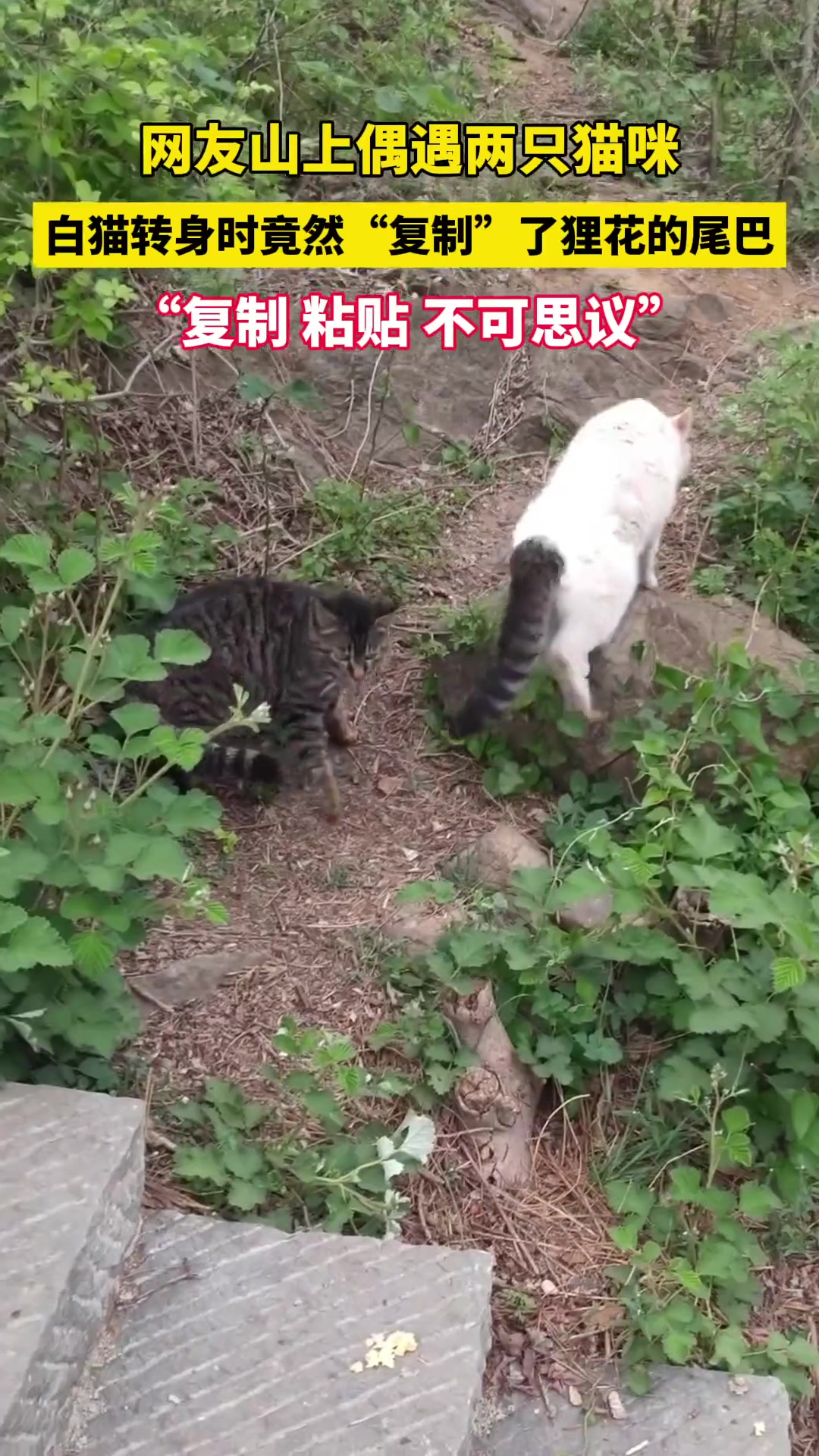 嗯你这白猫,怎么还顺别人的尾巴!!
