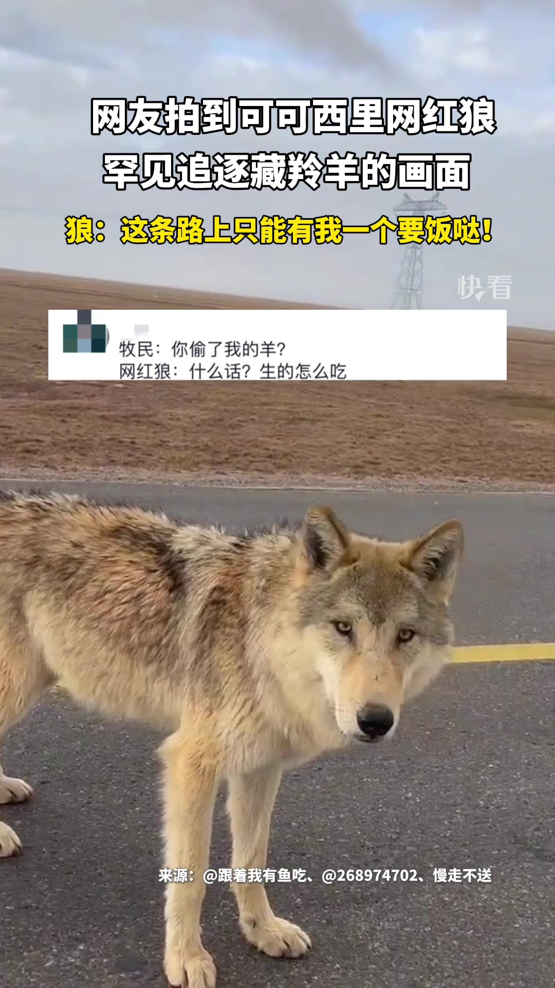 正儿八经纯血统的大狼狗,已经是像人类狠狠低头了!!