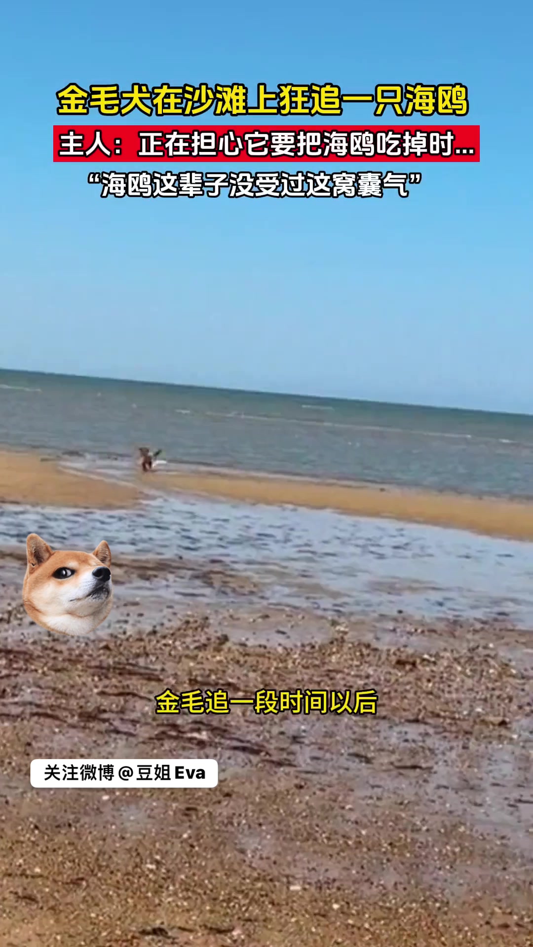 海鸥:你这比杀了我还难受!!