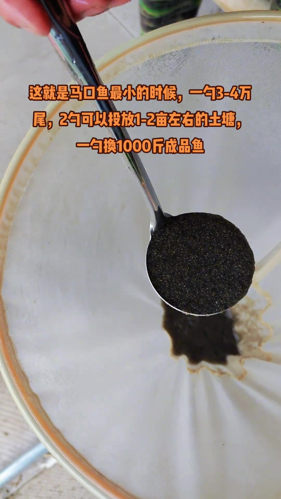 马口鱼养殖