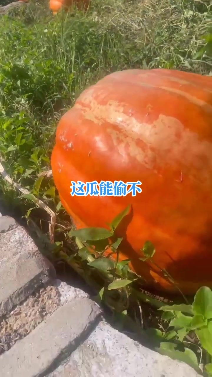 我以为这是假的,原来这是真的啊能长这么大啊