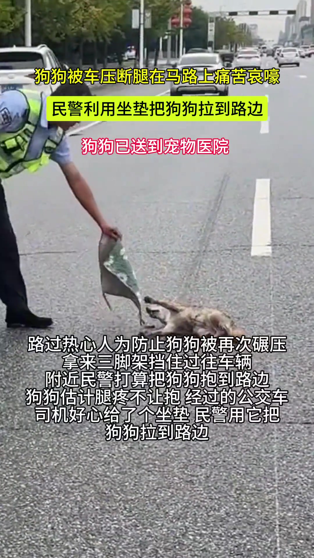 狗狗在马路中间痛苦哀嚎,民警用坐垫把它拉到一旁