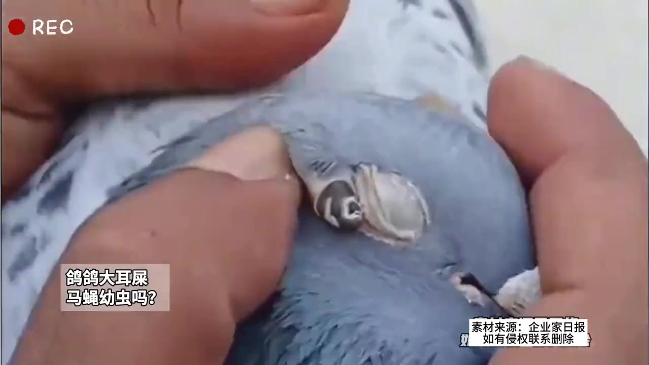 鸽子也有耳屎还这么大个,真的没想到