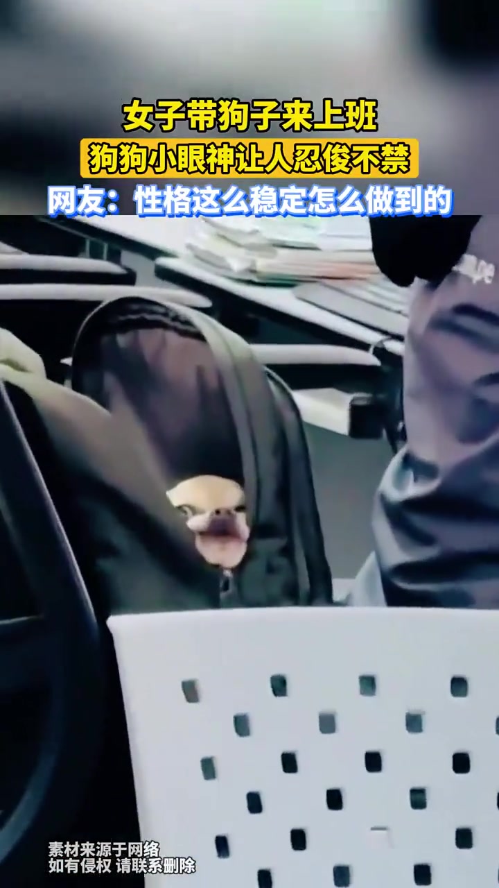 女子带狗子来上班,狗狗小眼神让人忍俊不禁