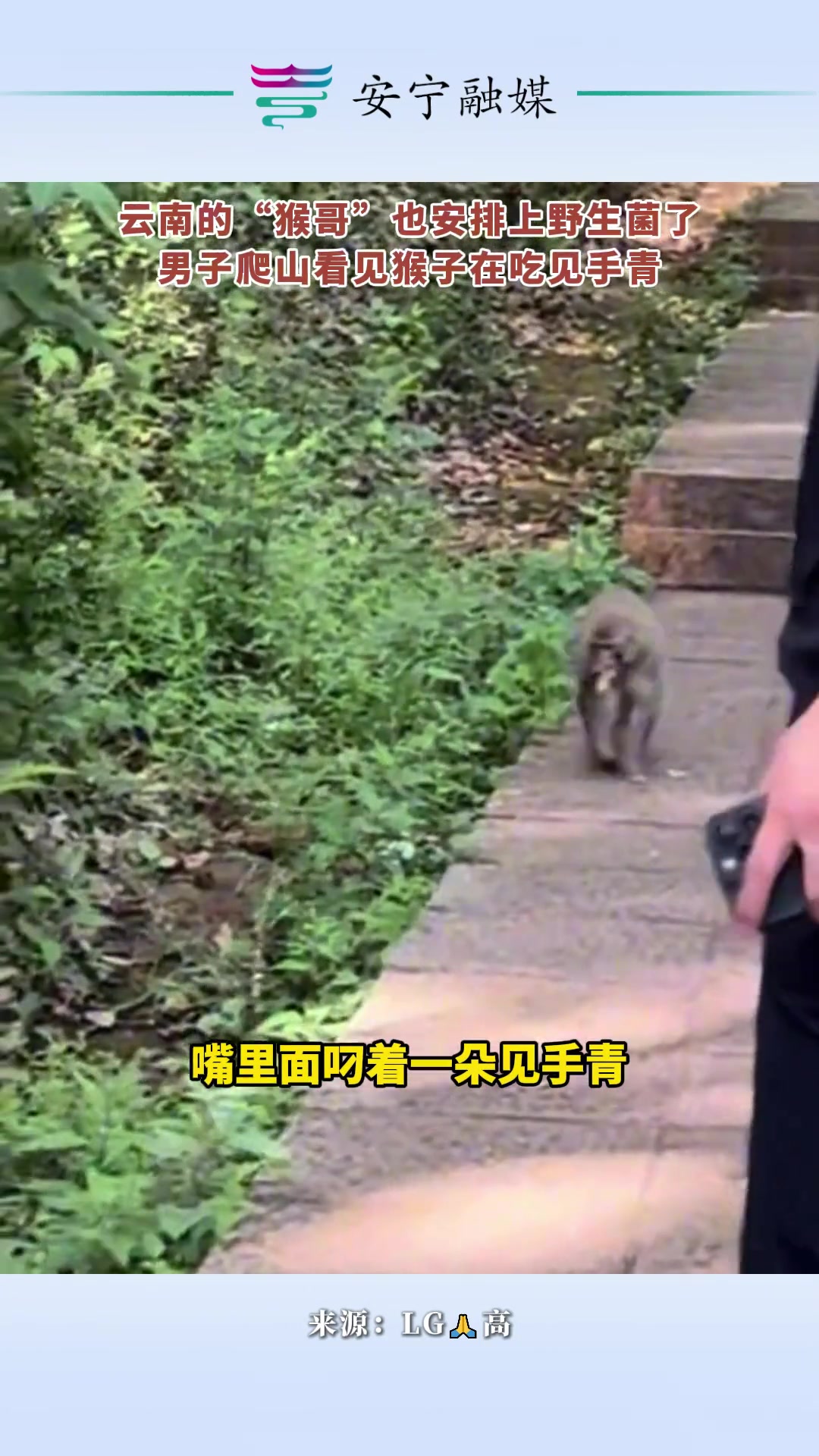 猴子:我觉得我也是齐天大圣了!