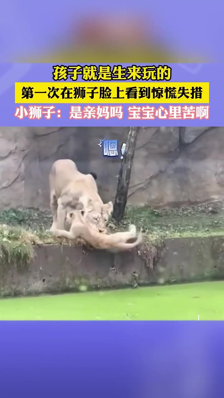 “孩子生来就是拿来玩的”这句话原来不仅适用于人类幼崽
