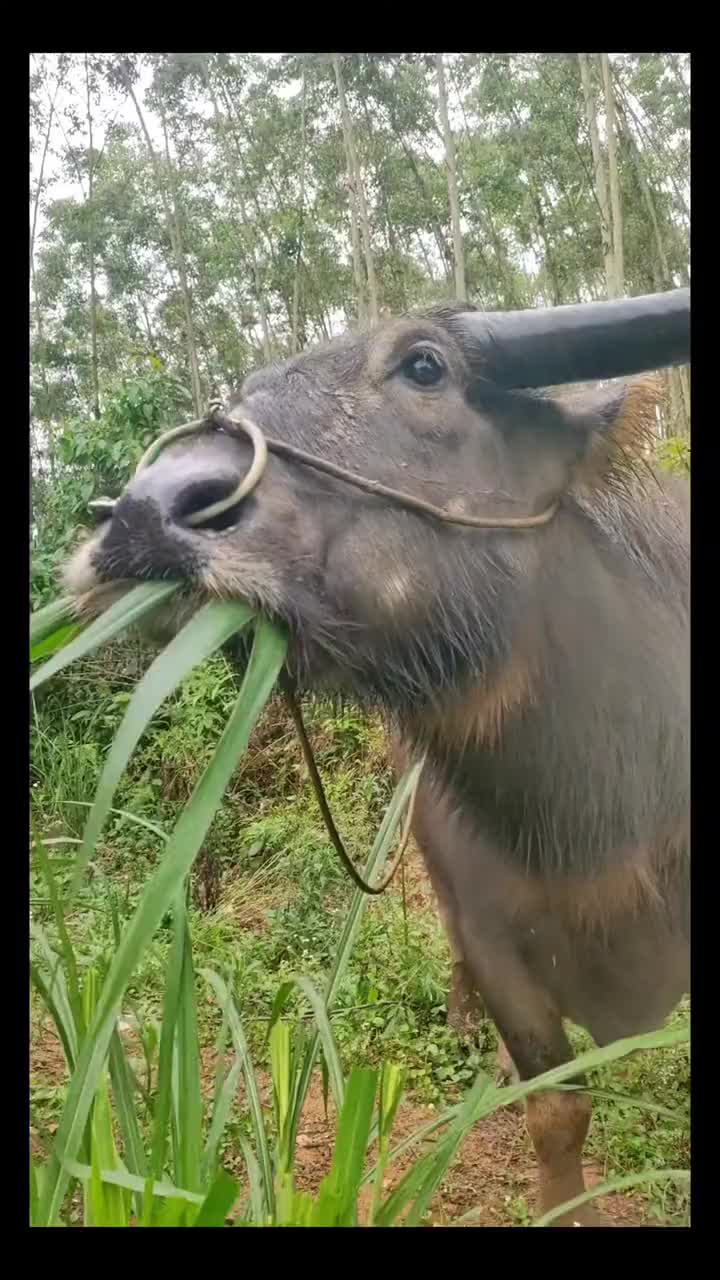 牛吃草为啥要停顿一下是脑子宕机了吗
