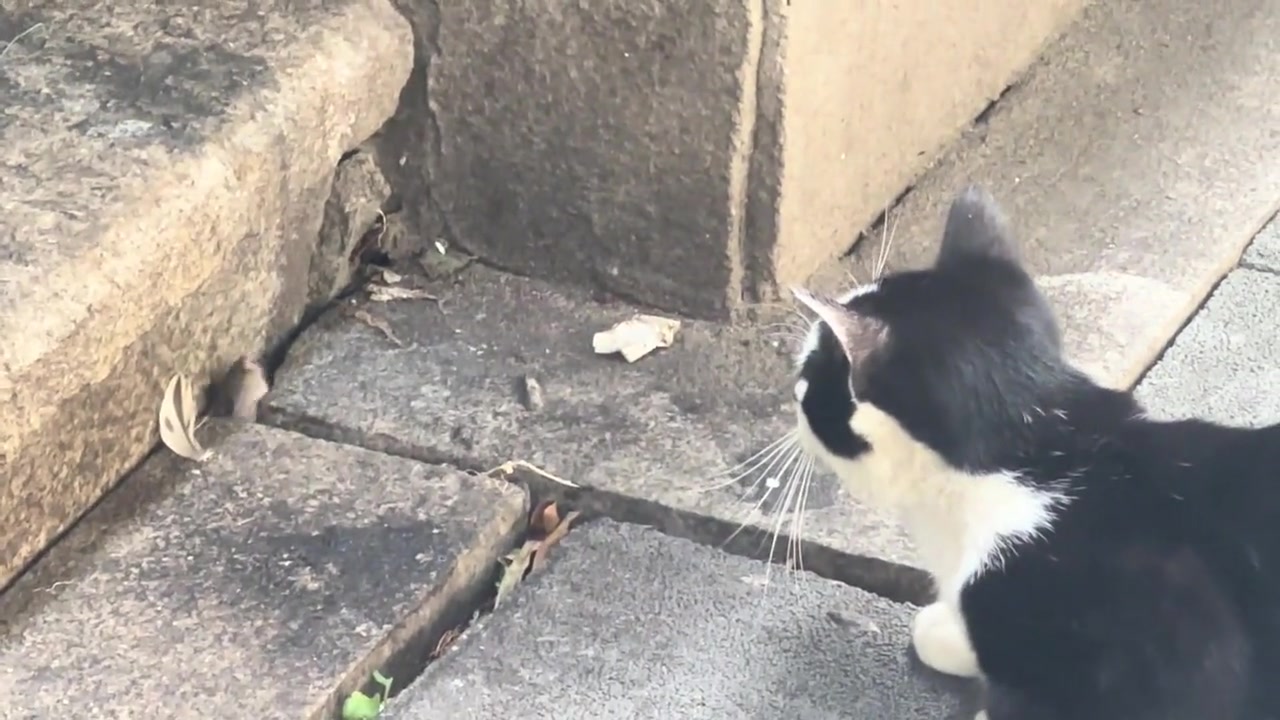猫:你居然敢挑衅我