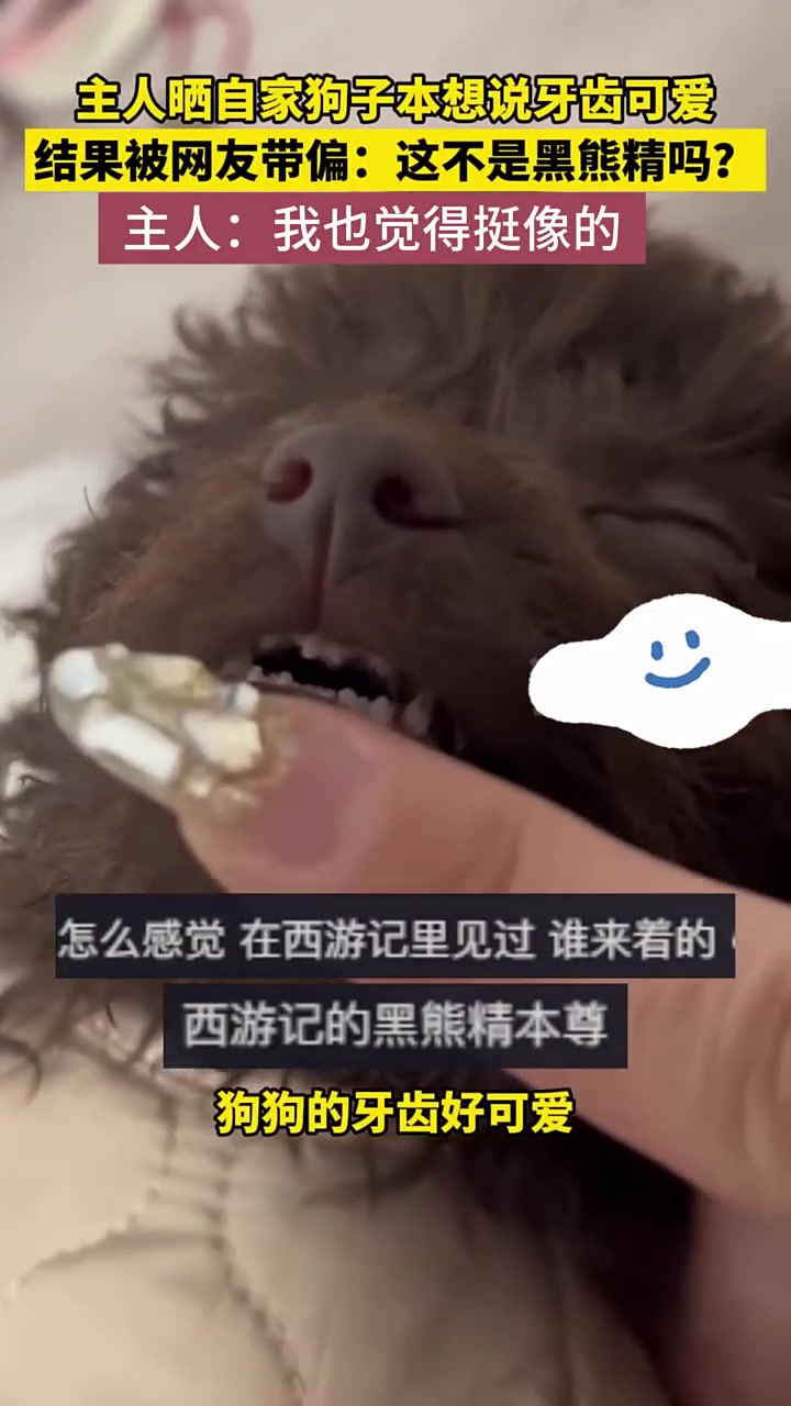 你这狗子,咋一副黑熊精的样子