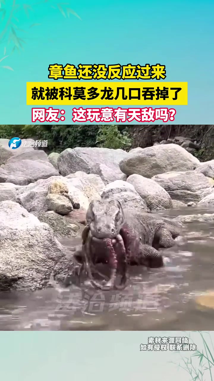 被科莫多龙几口吞掉章鱼,速度也太快了吧!!