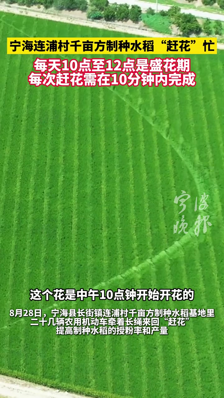 太壮观!怎么做到的!宁海连浦村千亩方制种水稻“赶花”忙!