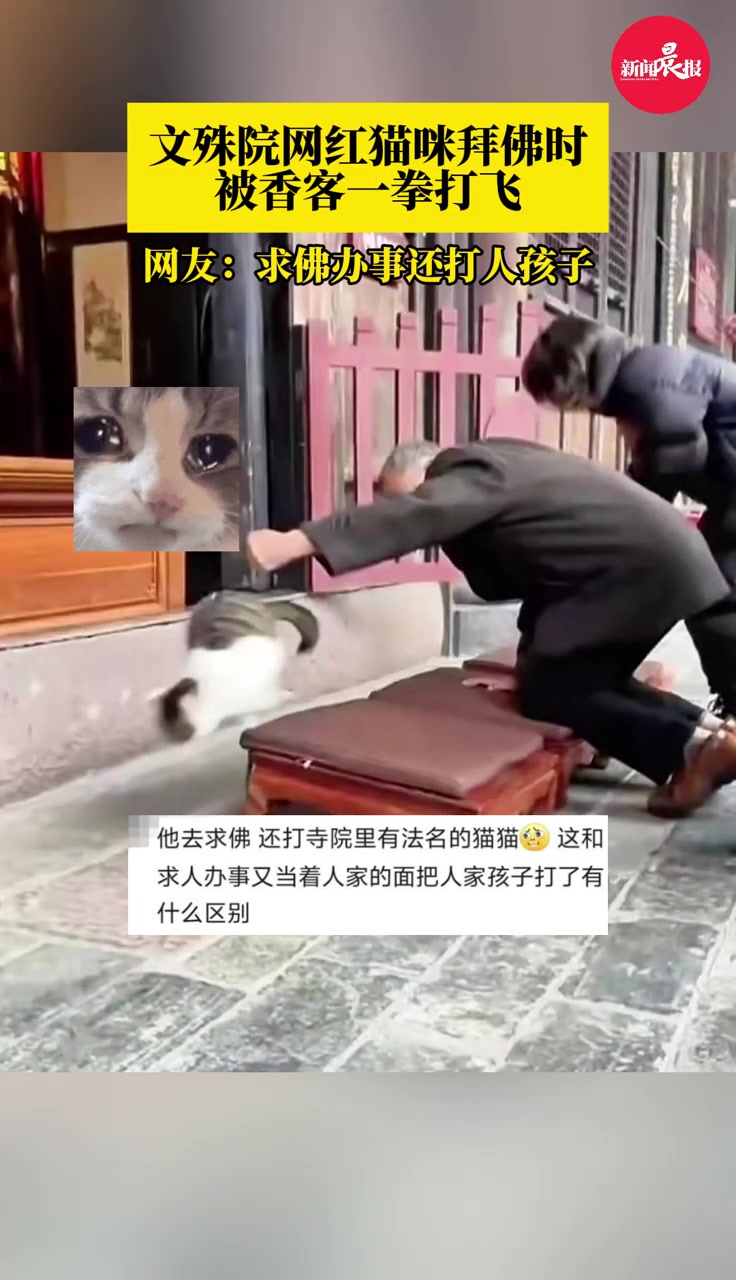文殊院网红猫咪拜佛时被香客一拳打飞!