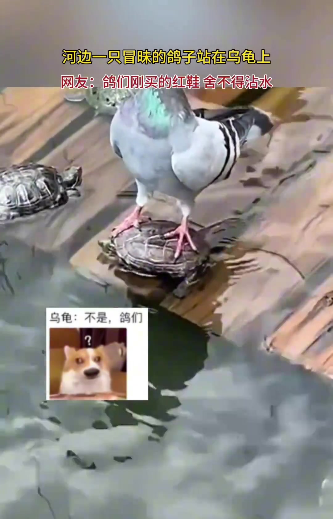 河边一只冒昧的鸽子站在乌龟上!