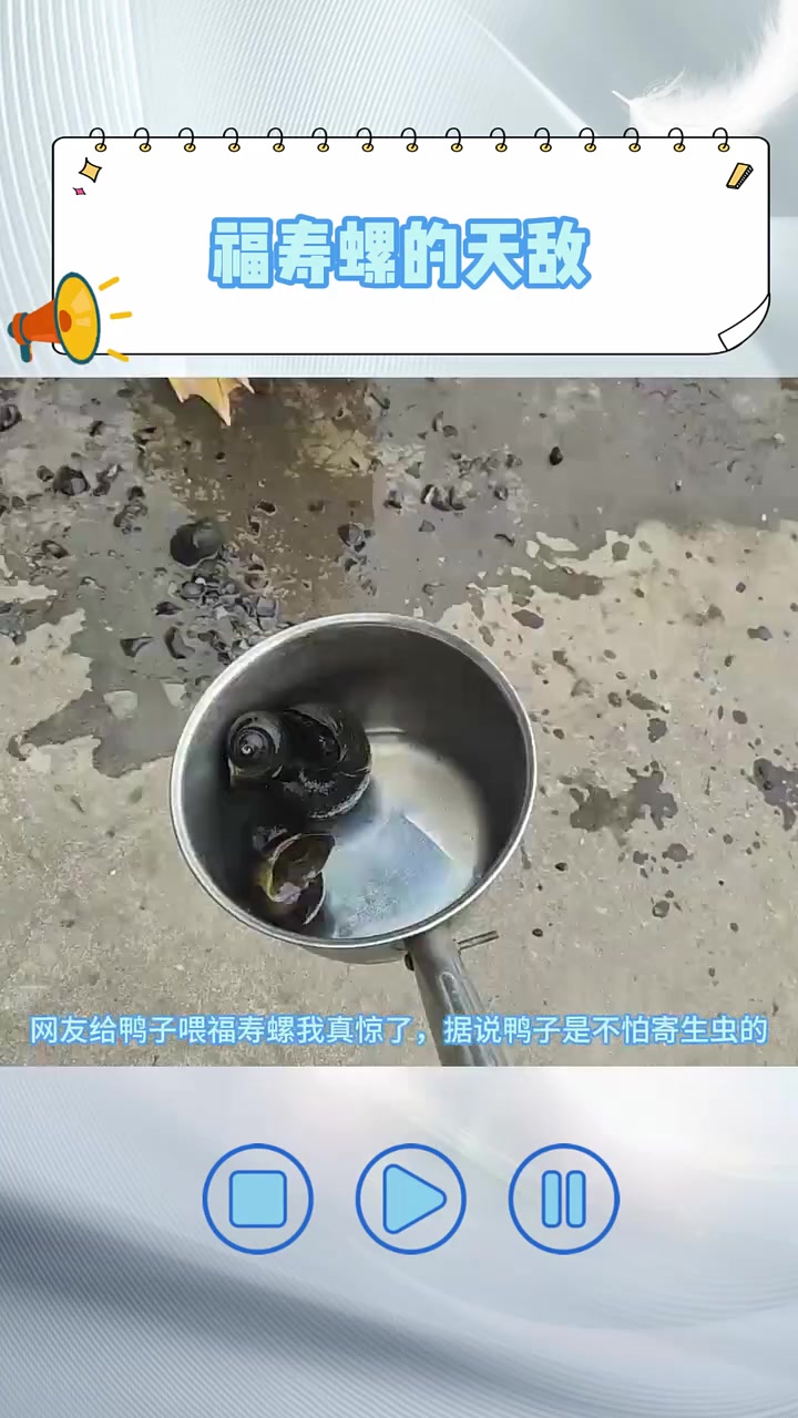 这居然是福寿螺的天敌!