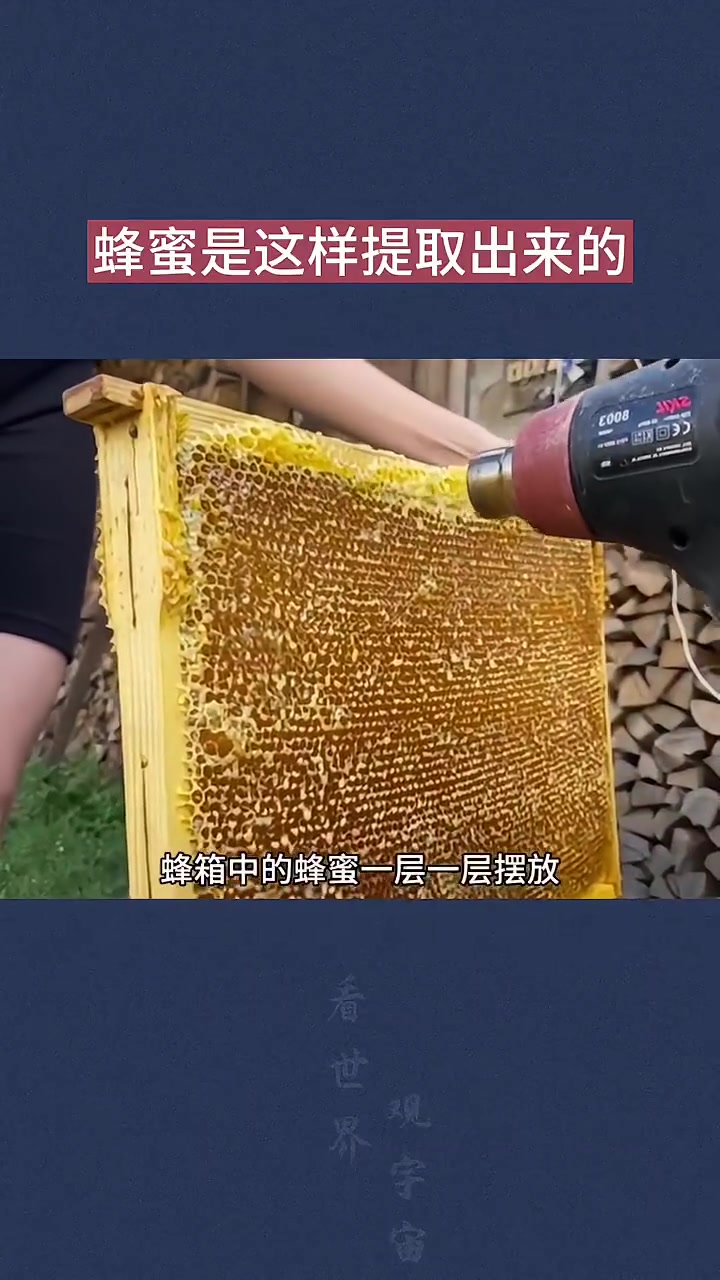 长见识!原来蜂箱里的蜂蜜是这样提取出来的!