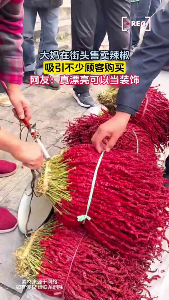 这辣椒比我腿还长!第一次见,这是啥品种啊