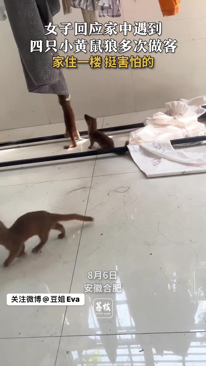 我来助你!黄风大圣进家做客!