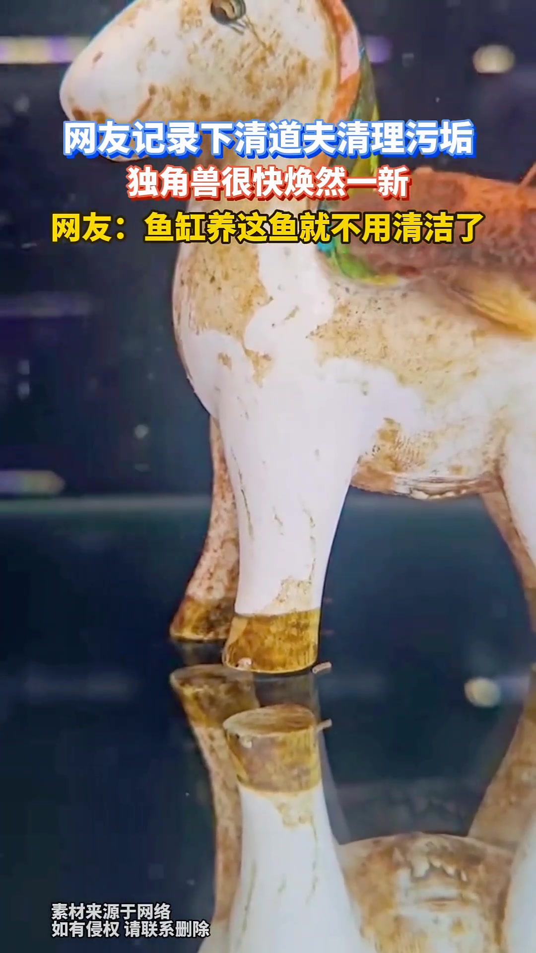 大家有买过清道夫吗网友记录下清道夫清理污垢!