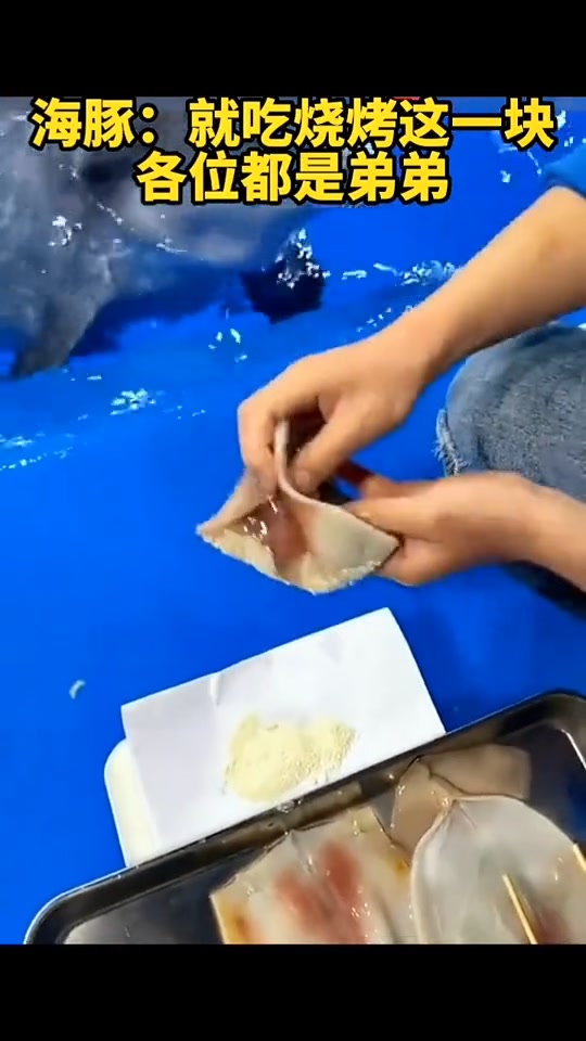 怪不得说海豚智商高呢!吃到好吃的还会疯狂互动!