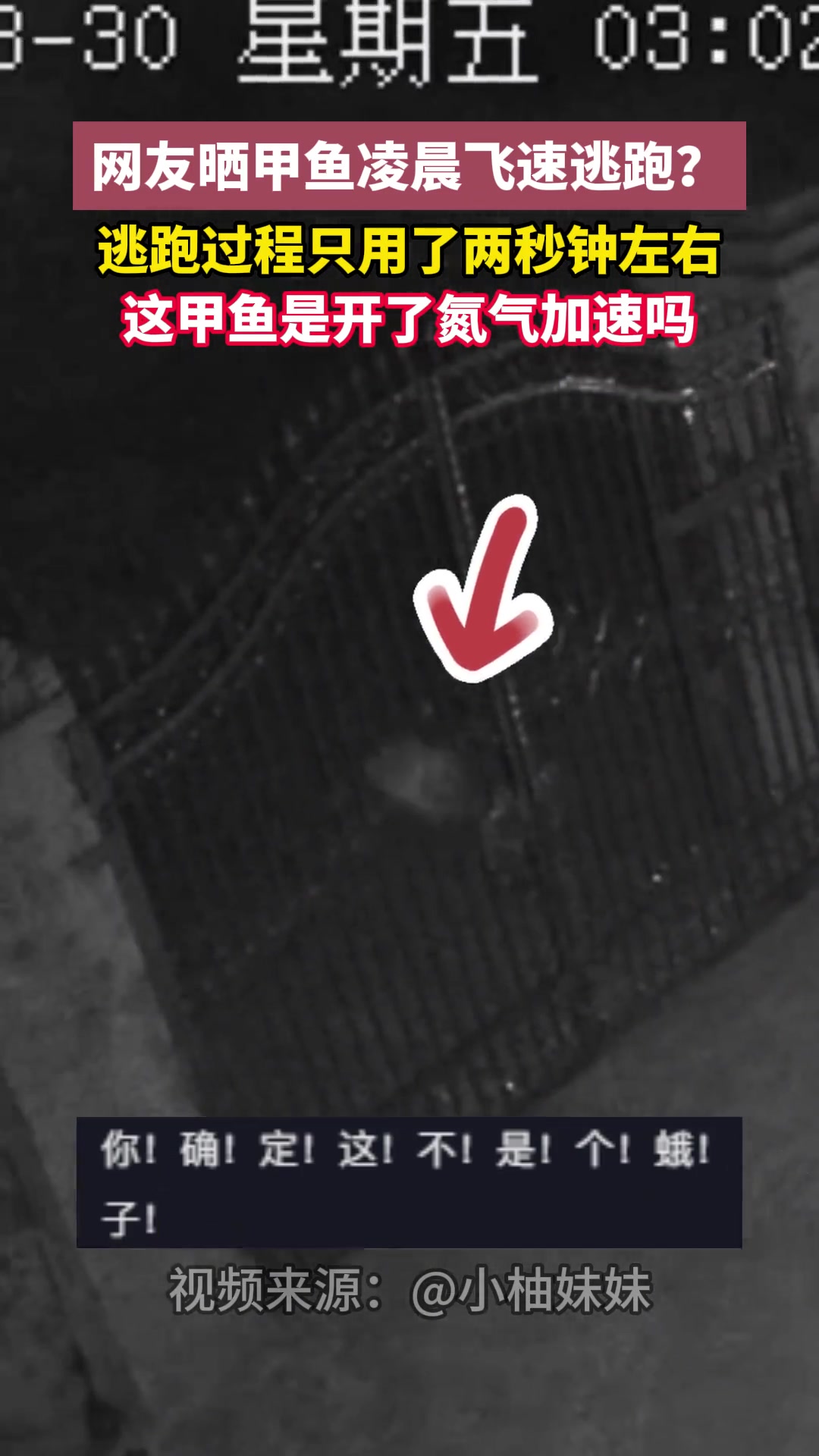 网友晒甲鱼凌晨飞速逃跑逃跑过程只用了两秒钟左右