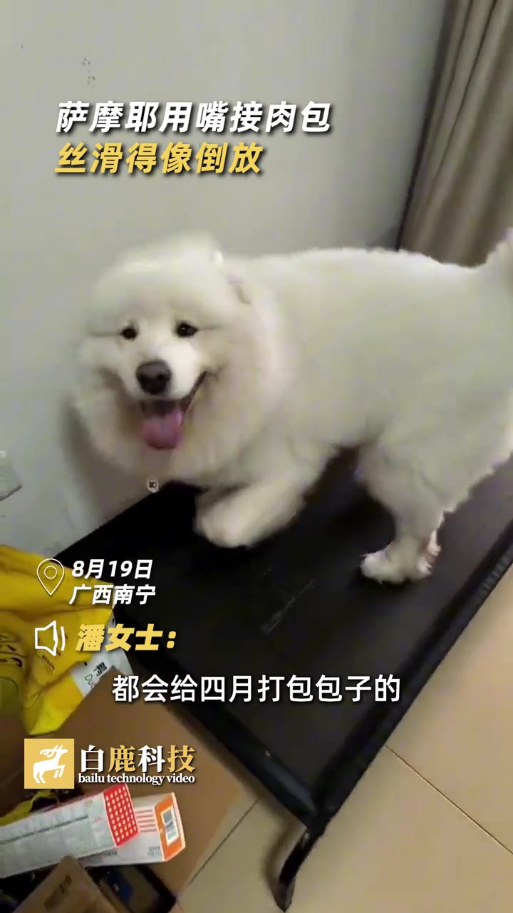 萨摩耶用嘴接肉包,丝滑的像倒放