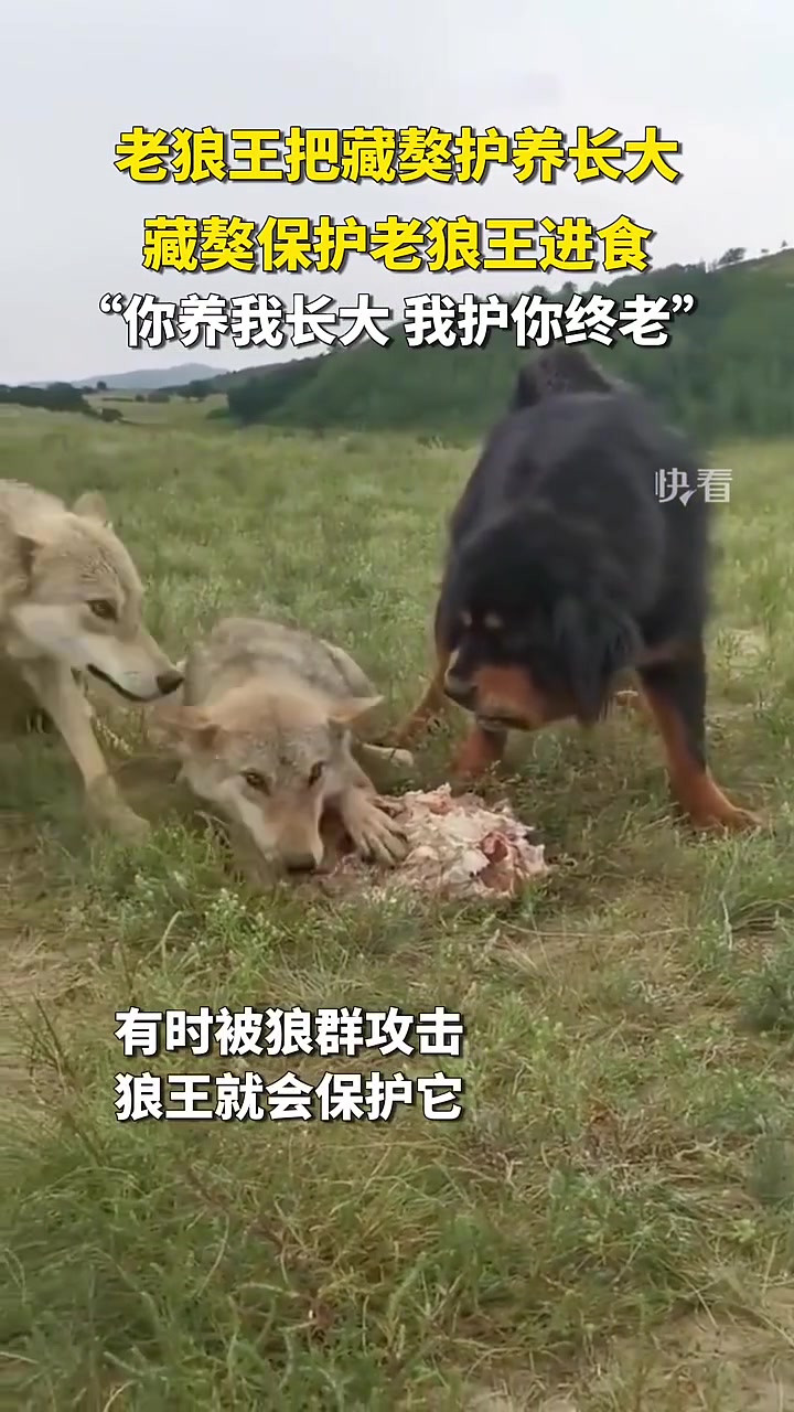 藏獒保护“老狼王”,得知原因后让人动容