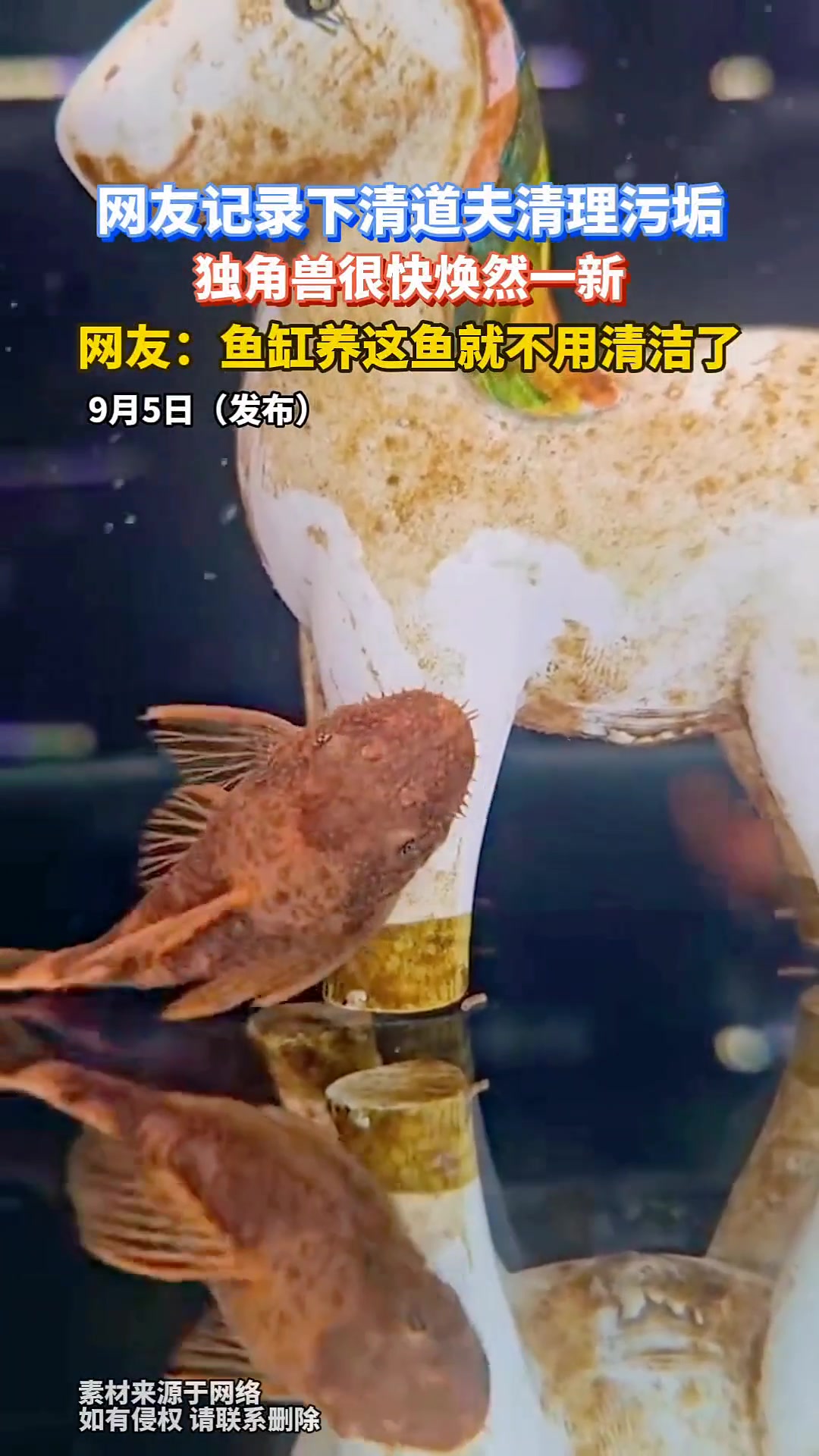 网友记录下清道夫清理污垢,独角兽很快焕然一新!